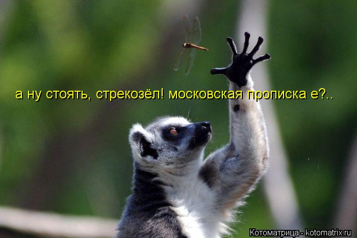 а ну стоять, стрекозёл! московская прописка е?..... Котоматрица: а ну стоять, стрекозёл! московская прописка е?..