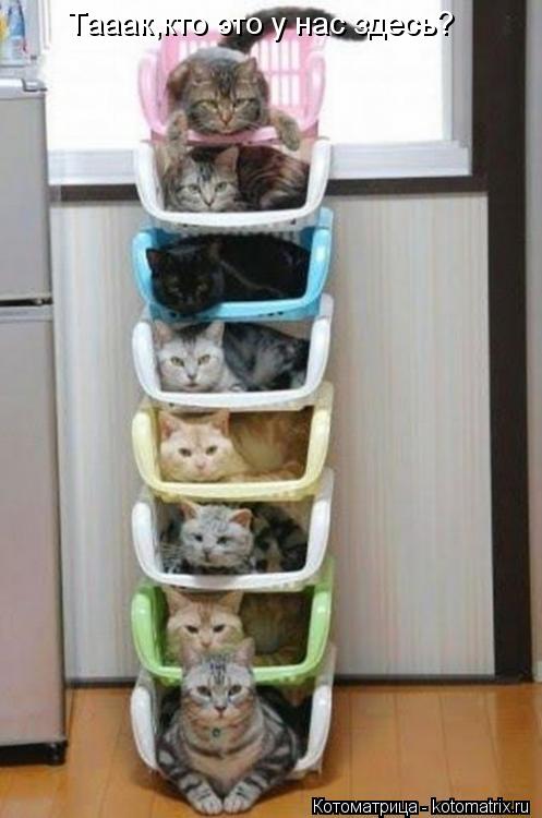Котоматрица: Тааак,кто это у нас здесь?