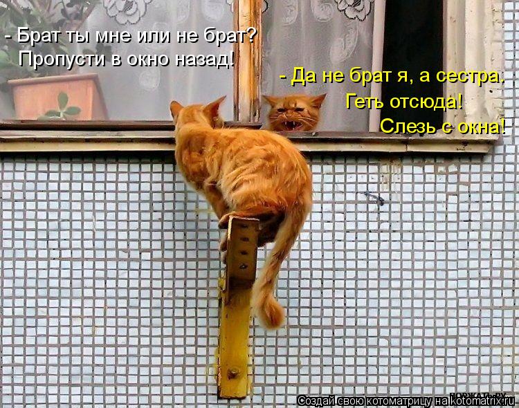 - Брат ты мне или не брат? Пропусти в окно назад! - Да не брат я, а сестра. Слезь с окна! Геть отсюда... Котоматрица: - Брат ты мне или не брат? Пропусти в окно назад! - Да не брат я, а сестра. Слезь с окна! Геть отсюда!