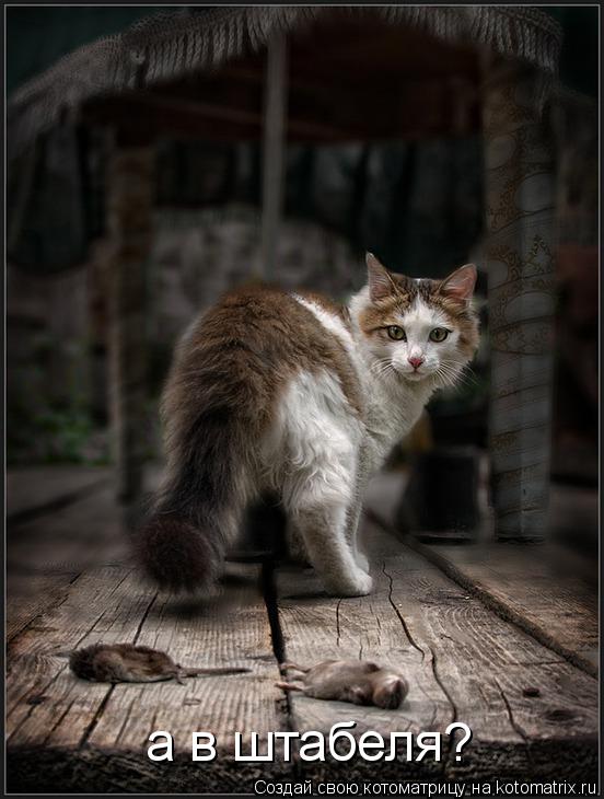 а в штабеля?... Котоматрица: а в штабеля?
