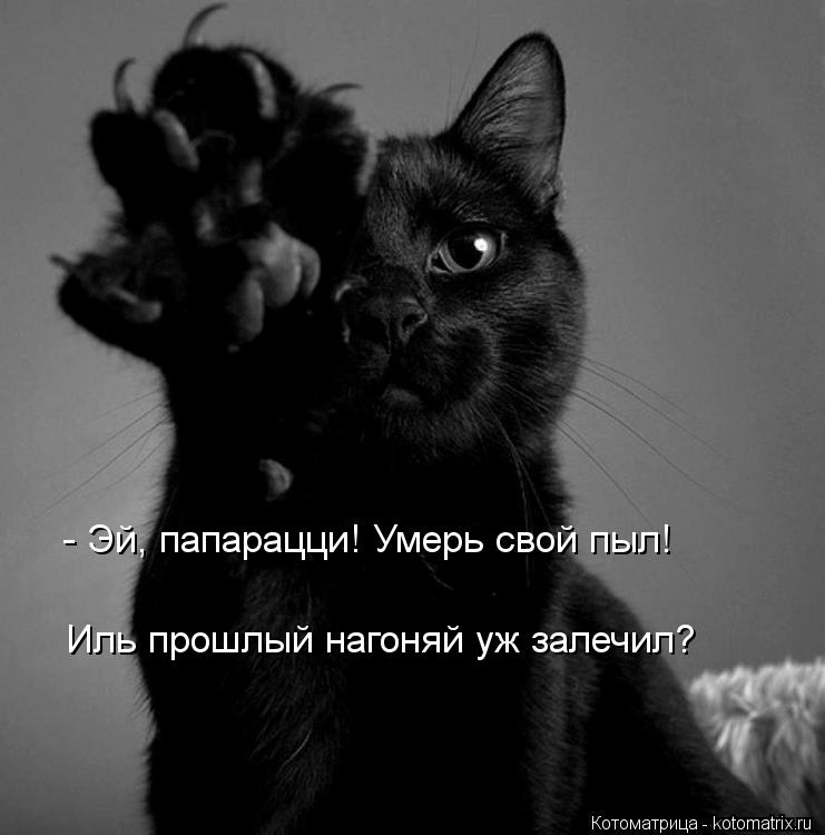 Котоматрица: - Эй, папарацци! Умерь свой пыл! Иль прошлый нагоняй уж залечил?