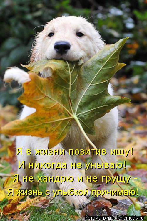 Я жизнь с улыбкой принимаю! Я в жизни позитив ищу! Я не хандрю и не грущу - И никогда не унываю!... Котоматрица: Я жизнь с улыбкой принимаю! Я в жизни позитив ищу! Я не хандрю и не грущу - И никогда не унываю!