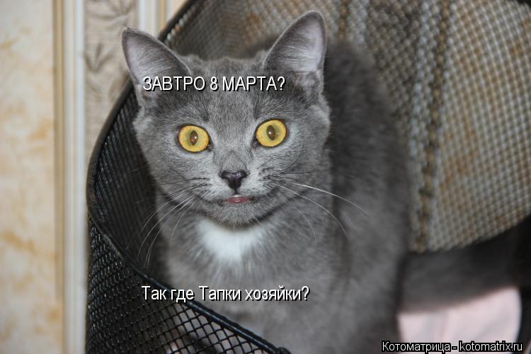 ЗАВТРО 8 МАРТА? Так где Тапки хозяйки?... Котоматрица: ЗАВТРО 8 МАРТА? Так где Тапки хозяйки?