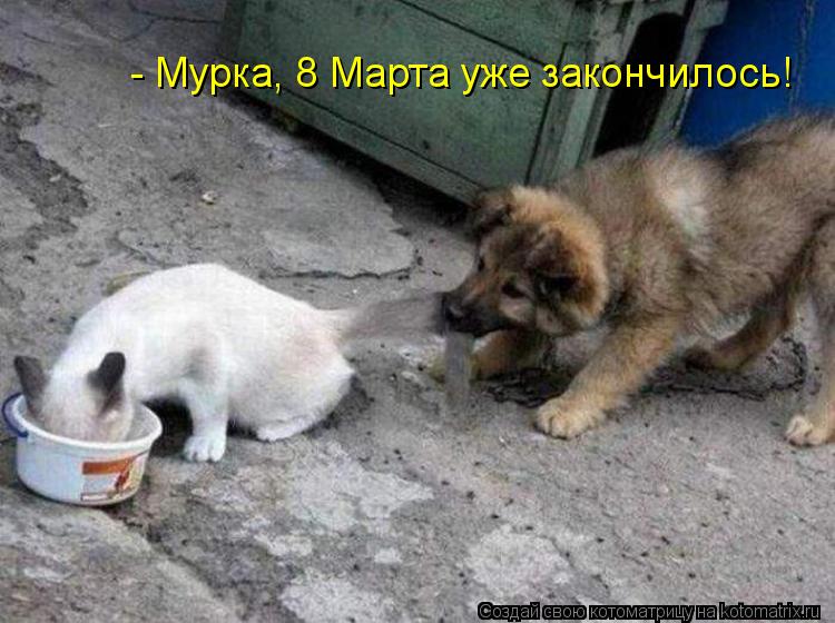 - Мурка, 8 Марта уже закончилось!... Котоматрица: - Мурка, 8 Марта уже закончилось!