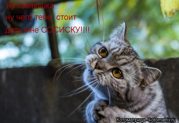 Котоматрица: ну хозяюшка ну чего тебе  стоит дать мне СОСИСКУ!!!!