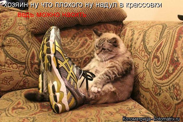 хозяин ну что плохого ну надул в крассовки ведь можно насить... Котоматрица: хозяин ну что плохого ну надул в крассовки ведь можно насить