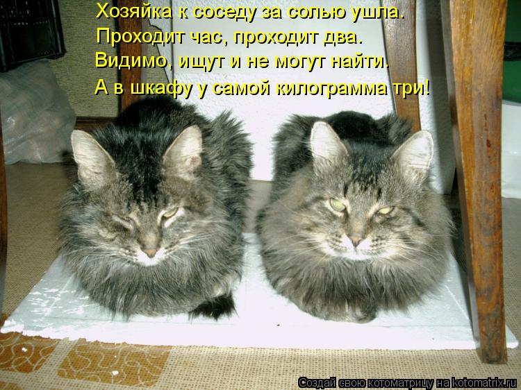Хозяйка к соседу за солью ушла. Проходит час, проходит два. А в шкафу у самой килограмма три! Видимо,... Котоматрица: Хозяйка к соседу за солью ушла. Проходит час, проходит два. А в шкафу у самой килограмма три! Видимо, ищут и не могут найти.