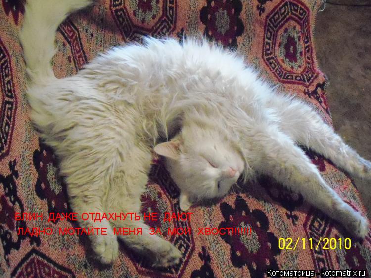 Котоматрица: БЛИН  ДАЖЕ ОТДАХНУТЬ НЕ  ДАЮТ  ЛАДНО  МОТАЙТЕ  МЕНЯ  ЗА  МОЙ  ХВОСТ!!!!!!!