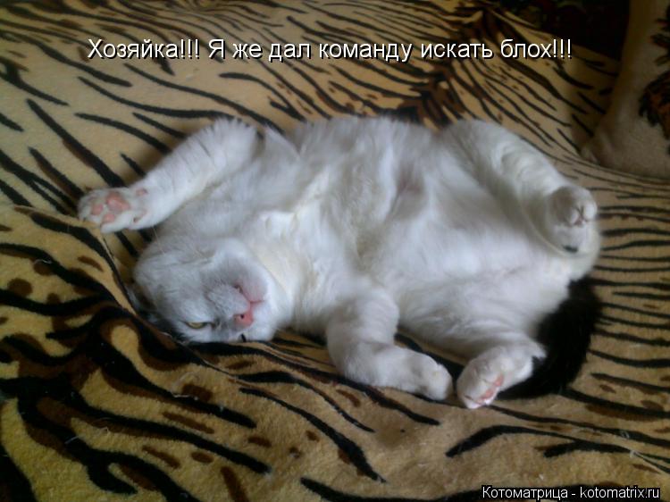 Хозяйка!!! Я же дал команду искать блох!!!... Котоматрица: Хозяйка!!! Я же дал команду искать блох!!!