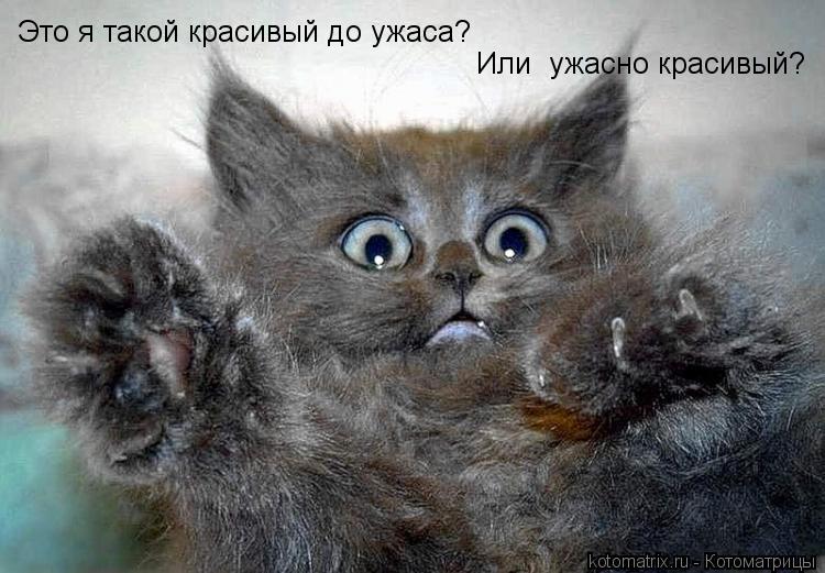 Это я такой красивый до ужаса? Или ужасно красивый?... Котоматрица: Это я такой красивый до ужаса? Или ужасно красивый?
