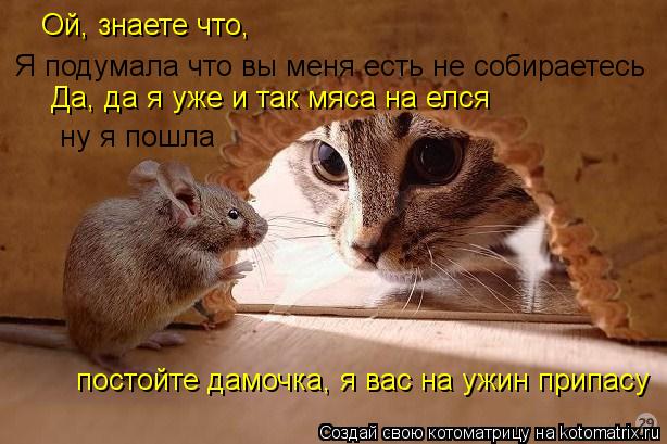 Ой, знаете что, Я подумала что вы меня есть не собираетесь Да, да я уже и так мяса на елся ну я пошл... Котоматрица: Ой, знаете что, Я подумала что вы меня есть не собираетесь Да, да я уже и так мяса на елся ну я пошла постойте дамочка, я вас на ужин припасу