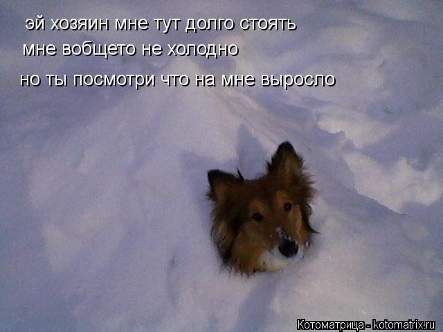 Котоматрица: эй хозяин мне тут долго стоять мне вобщето не холодно но ты посмотри что на мне выросло