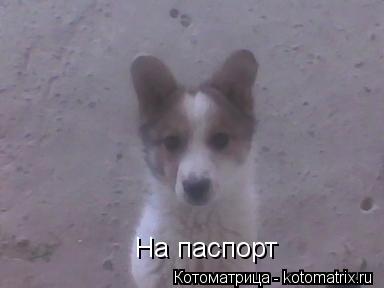Котоматрица: На паспорт