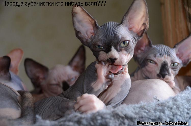 Народ,а зубачистки кто нибудь взял???... Котоматрица: Народ,а зубачистки кто нибудь взял???