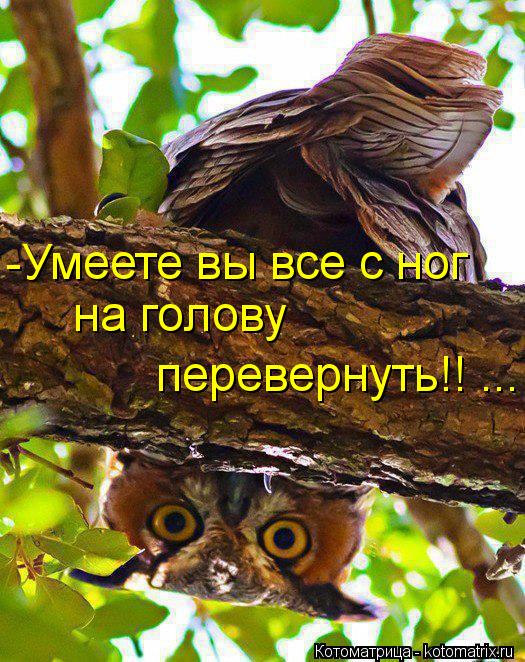 -Умеете вы все с ног на голову перевернуть!! ...... Котоматрица: -Умеете вы все с ног на голову перевернуть!! ...