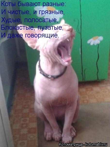 Котоматрица: Коты бывают разные: И чистые, и грязные, Худые, полосатые, Блохастые, пузатые, И даже говорящие.