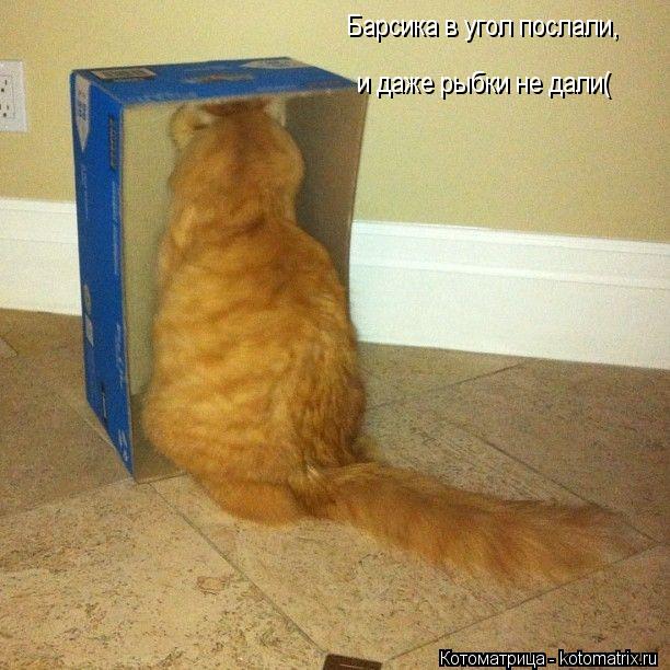 Котоматрица: и даже рыбки не дали( Барсика в угол послали,
