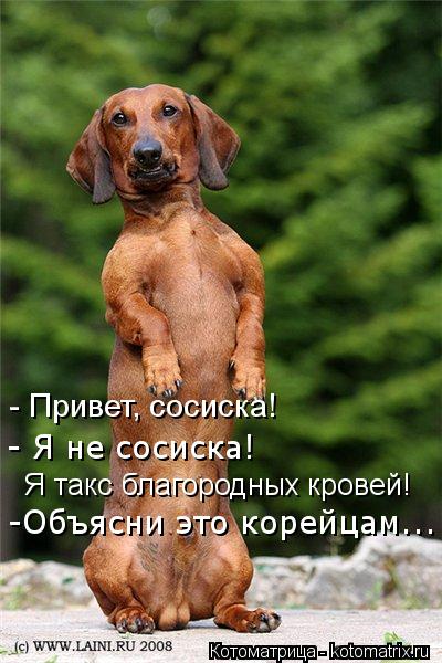 Я такс благородных кровей! -Объясни это корейцам... - Я не сосиска! - Привет, сосиска!... Котоматрица: Я такс благородных кровей! -Объясни это корейцам... - Я не сосиска! - Привет, сосиска!