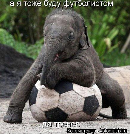 а я тоже буду футболистом да тренер... Котоматрица: а я тоже буду футболистом да тренер