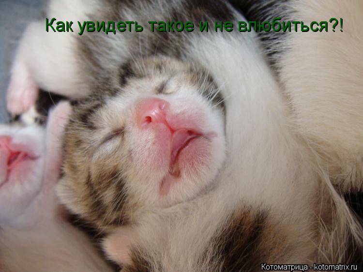 Как увидеть такое и не влюбиться?!... Котоматрица: Как увидеть такое и не влюбиться?!