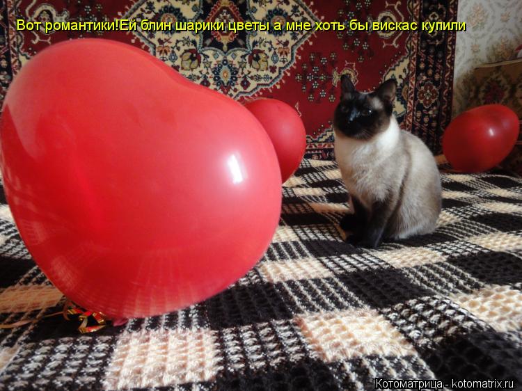 Котоматрица: Вот романтики!Ей блин шарики цветы а мне хоть бы вискас купили Вот романтики!Ей блин шарики цветы а мне хоть бы вискас купили