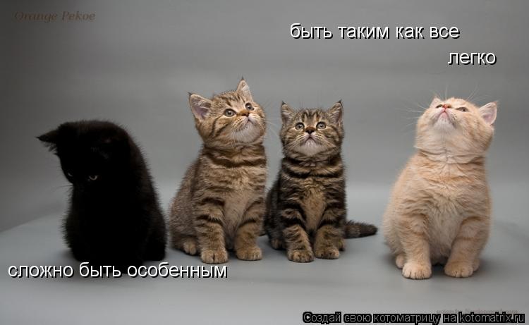 быть таким как все легко сложно быть особенным... Котоматрица: быть таким как все легко сложно быть особенным