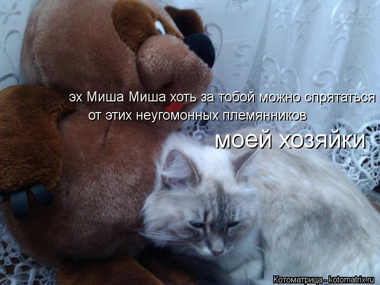 Котоматрица: эх Миша Миша хоть за тобой можно спрятаться  от этих неугомонных племянников  моей хозяйки