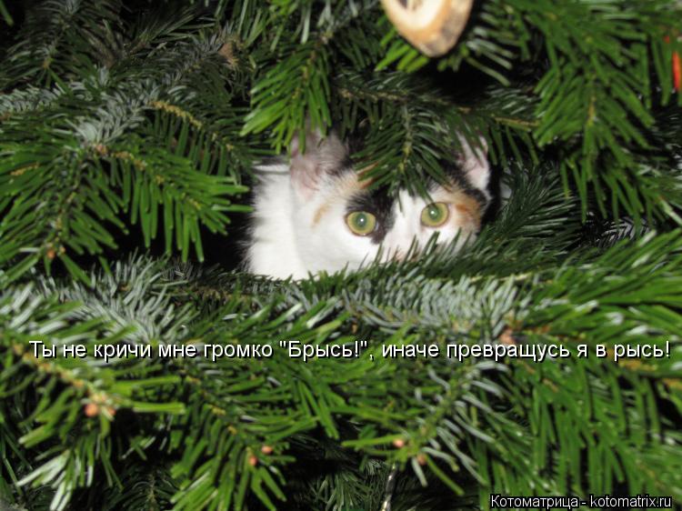 Котоматрица: Ты не кричи мне громко "Брысь!", иначе превращусь я в рысь! Ты не кричи мне громко "Брысь!", иначе превращусь я в рысь!