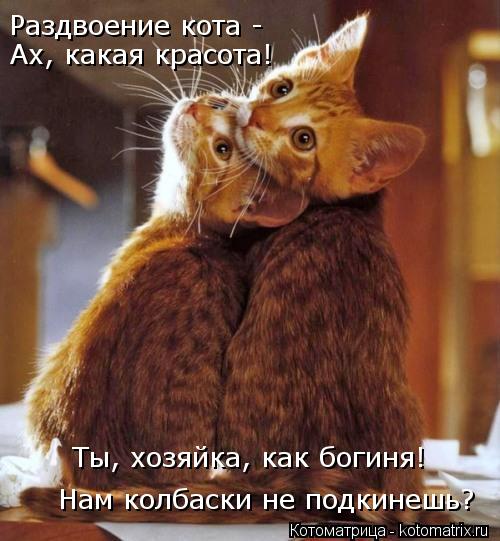 Раздвоение кота - Ах, какая красота! Нам колбаски не подкинешь? Ты, хозяйка, как богиня!... Котоматрица: Раздвоение кота - Ах, какая красота! Нам колбаски не подкинешь? Ты, хозяйка, как богиня!