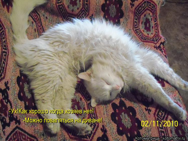 Котоматрица: -Ух!Как хорошо когда хозяев нет!  -Можно поваляться на диване!