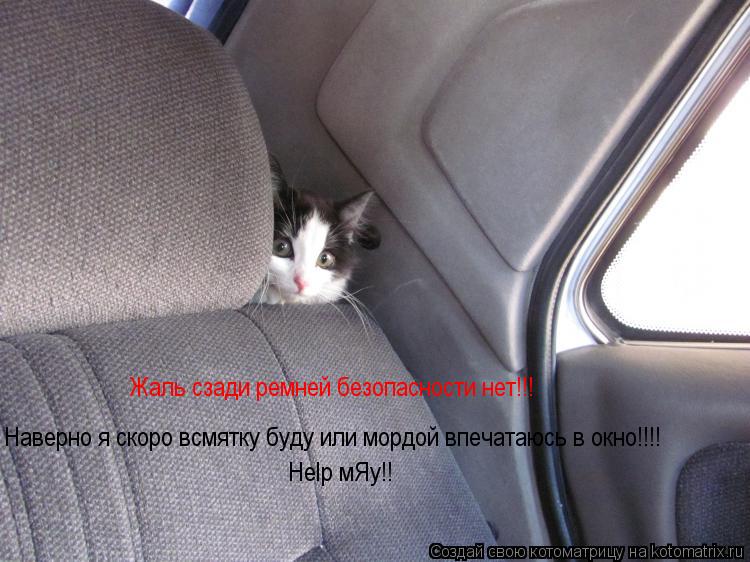 Жаль сзади ремней безопасности нет!!! Наверно я скоро всмятку буду или мордой впечатаюсь в окно!!!! H... Котоматрица: Жаль сзади ремней безопасности нет!!! Наверно я скоро всмятку буду или мордой впечатаюсь в окно!!!! Help мЯу!!