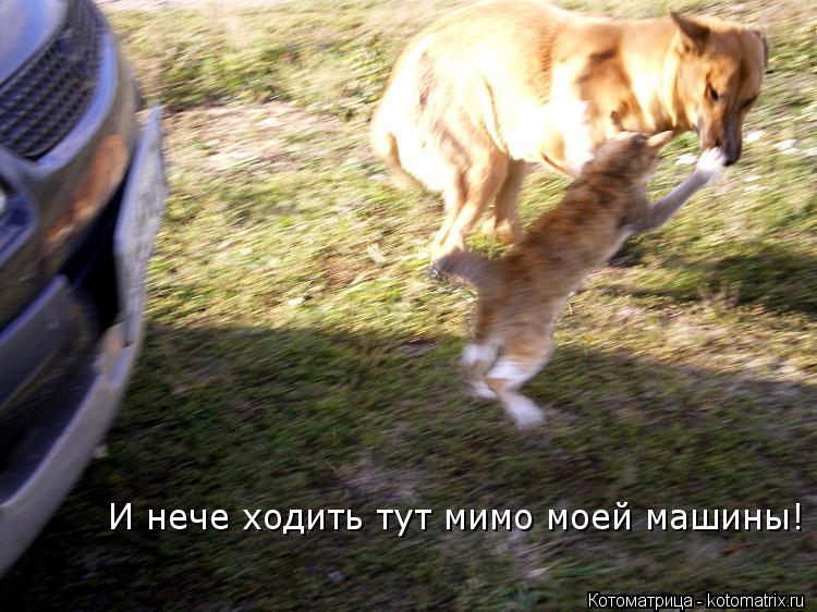 И нече ходить тут мимо моей машины!... Котоматрица: И нече ходить тут мимо моей машины!