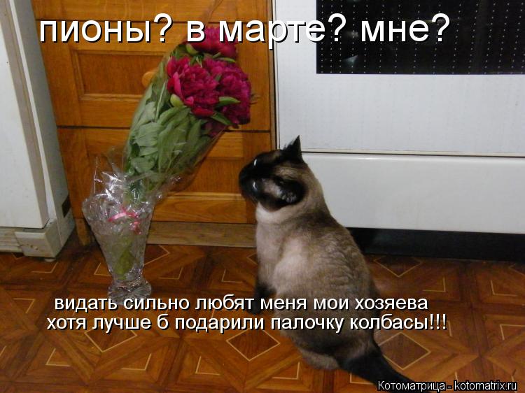 Котоматрица: пионы? в марте? мне?  видать сильно любят меня мои хозяева хотя лучше б подарили палочку колбасы!!!