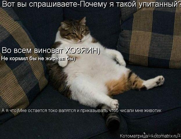 Вот вы спрашиваете-Почему я такой упитанный? Во всем виноват ХОЗЯИН) Не кормил бы не жирнел бы) А я ч... Котоматрица: Вот вы спрашиваете-Почему я такой упитанный? Во всем виноват ХОЗЯИН) Не кормил бы не жирнел бы) А я что)Мне остается токо валятся и приказыва