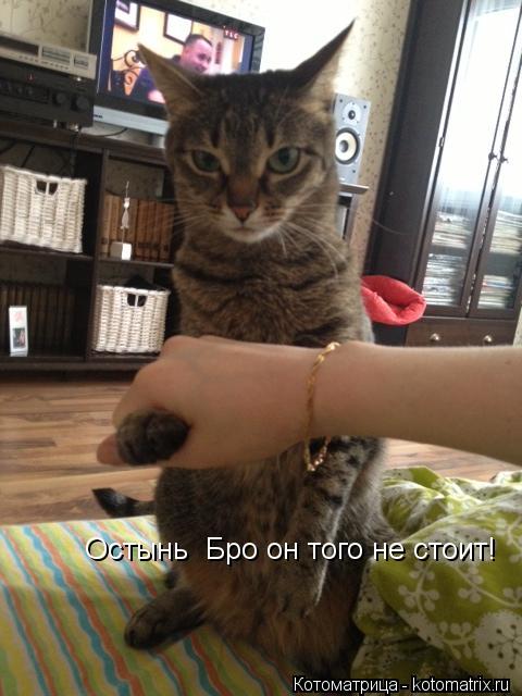 Котоматрица: Остынь  Бро он того не стоит!