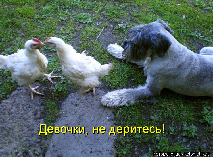 Девочки, не деритесь!... Котоматрица: Девочки, не деритесь!