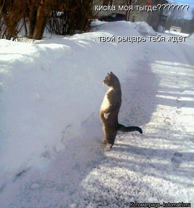Котоматрица: киска моя тыгде??????? твой рыцарь тебя ждёт