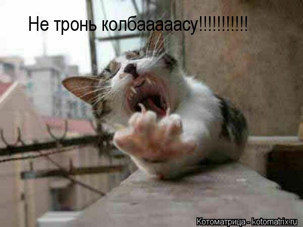 Не тронь колбааааасу!!!!!!!!!!!... Котоматрица: Не тронь колбааааасу!!!!!!!!!!!
