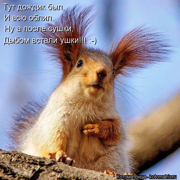 И всю облил. Ну а после сушки, Тут дождик был, Дыбом встали ушки!!! :-)... Котоматрица: И всю облил. Ну а после сушки, Тут дождик был, Дыбом встали ушки!!! :-)
