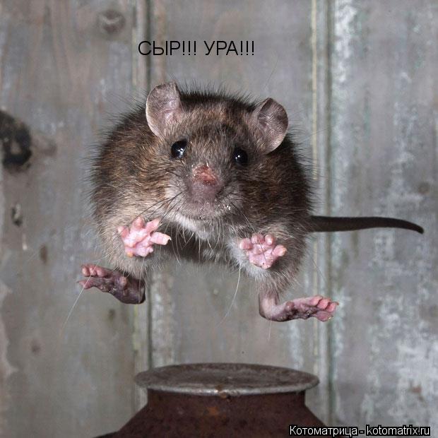 СЫР!!! УРА!!!... Котоматрица: СЫР!!! УРА!!!