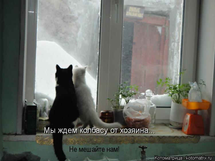 Котоматрица: Мы ждем колбасу от хозяина... Не мешайте нам!