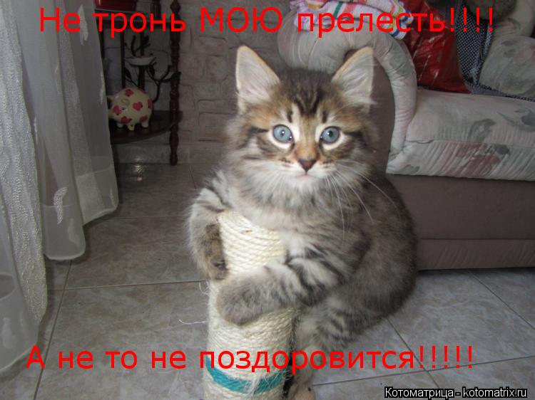 Котоматрица: Не тронь МОЮ прелесть!!!! А не то не поздоровится!!!!!