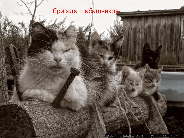 Котоматрица: бригада шабашников