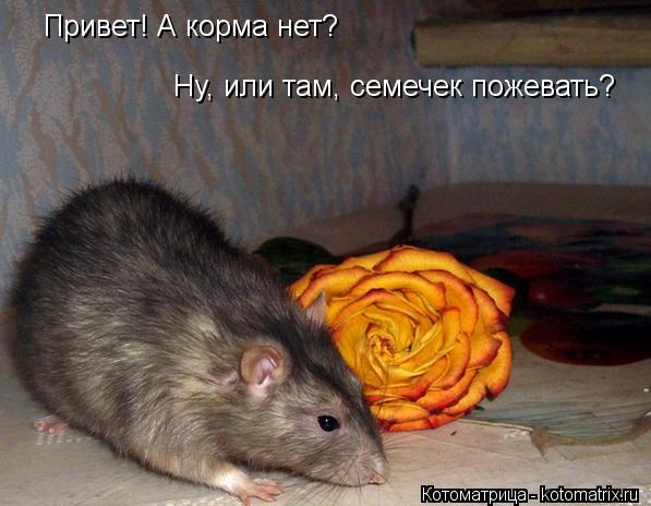 Привет! А корма нет? Ну, или там, семечек пожевать?... Котоматрица: Привет! А корма нет? Ну, или там, семечек пожевать?