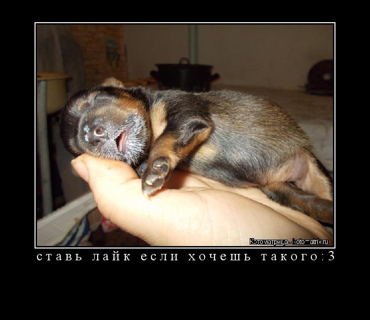 ставь лайк если хочешь такого:3 ... Котоматрица: ставь лайк если хочешь такого:3