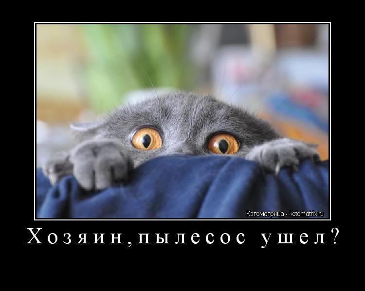 Котоматрица: Хозяин,пылесос ушел? 