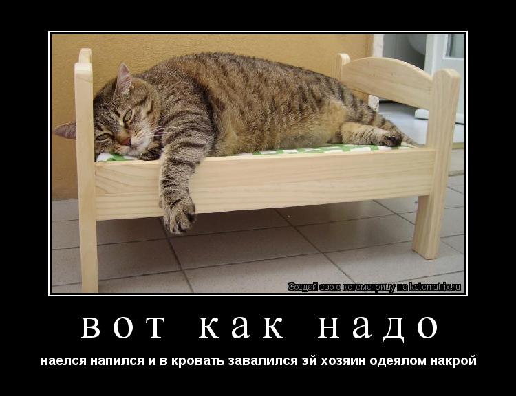 Котоматрица: вот как надо наелся напился и в кровать завалился эй хозяин одеялом накрой