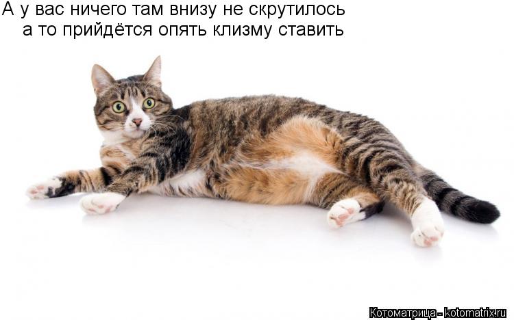 Котоматрица: А у вас ничего там внизу не скрутилось  а то прийдётся опять клизму ставить