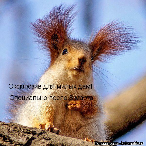 Эксклюзив для милых дам! Специально после 8 марта....... Котоматрица: Эксклюзив для милых дам! Специально после 8 марта....