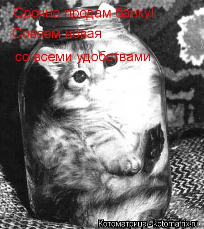 Котоматрица: Срочно продам банку! Совсем новая со всеми удобствами